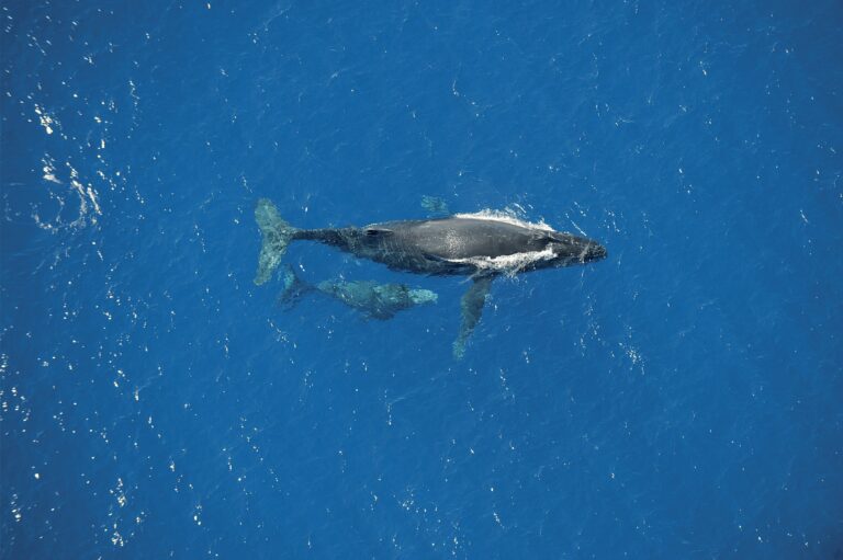 baleine location appartement la réunion
