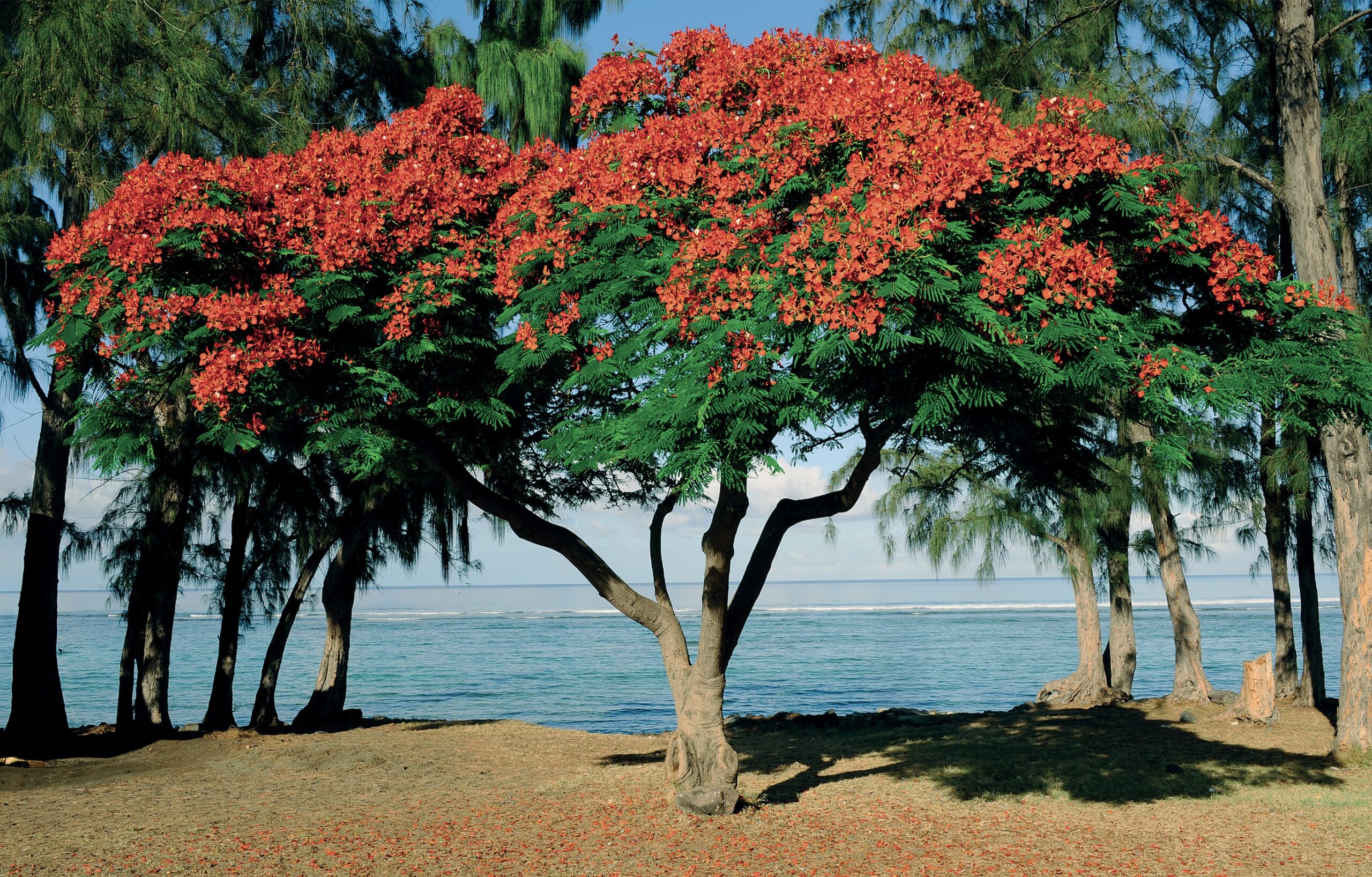 conciergerie la Réunion — Pourquoi choisir l’île de la Réunion pour vos vacances : aperçu général.