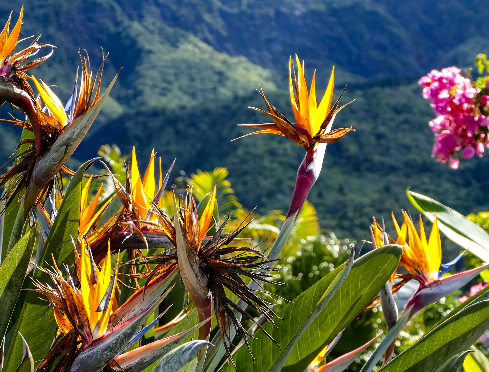 Histoire de la canne à sucre sur l’île de la Réunion. location saisonniere La Réunion — Histoire de la canne à sucre sur l’île de la Réunion.