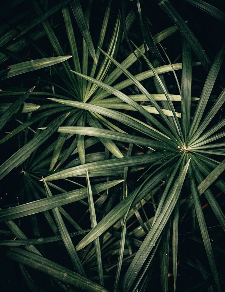 grünes Blatt Pflanze am Tag