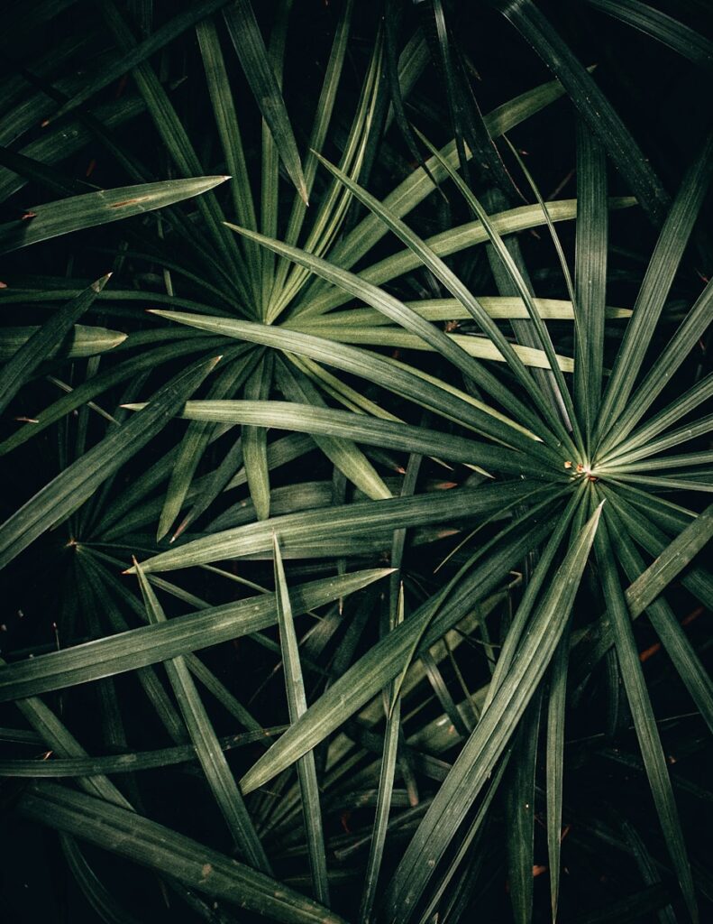 green leaf plant during daytime